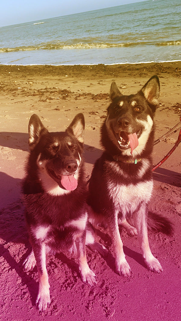 The two founding rescue dogs of dorg sitting on a beach happily with their tongues out.