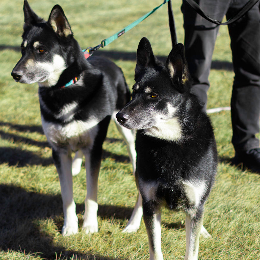 Two husky shepherd shepsky dogs with teal and black dorg leashes while on a dog walk.