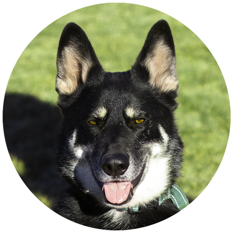 a closeup of Goji the shepherd husky shepsky mix and founder of dorg dog leashes.