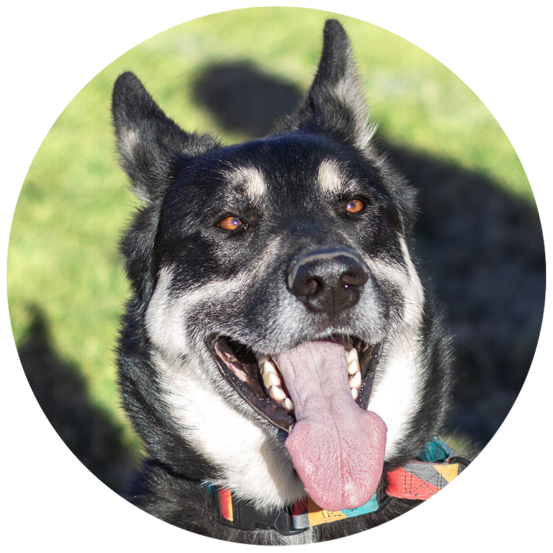 a closeup of Gouda the shepherd husky shepsky mix and founder of dorg dog leashes.